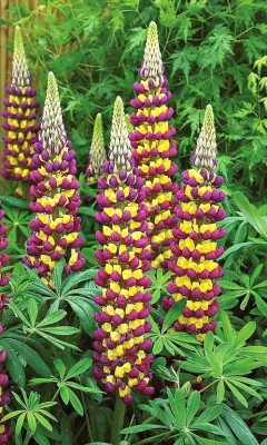 Łubin ‘Tower Passion Fruit’ (Lupinus) 